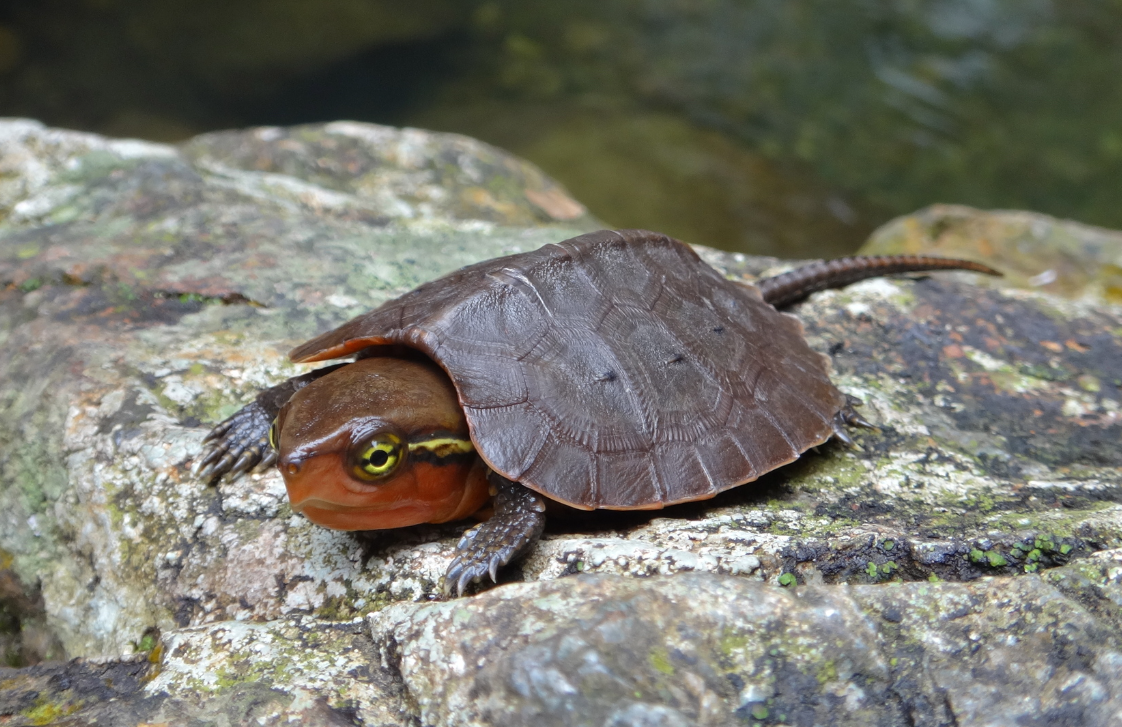 bebe de tortuga cabezona