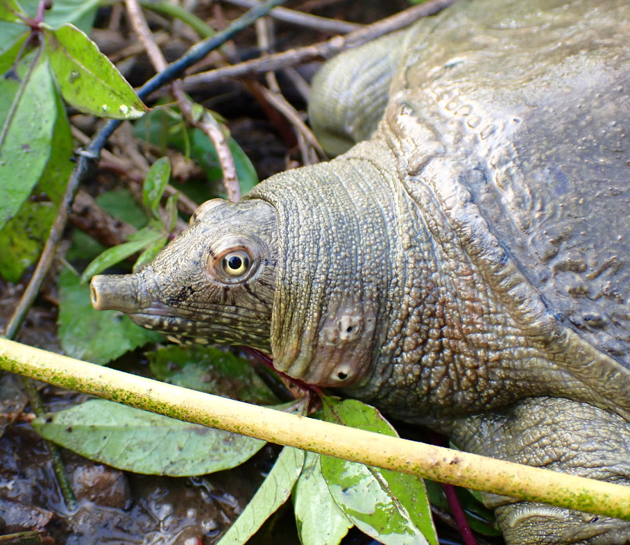 cabeza tortuga de caparazon blando