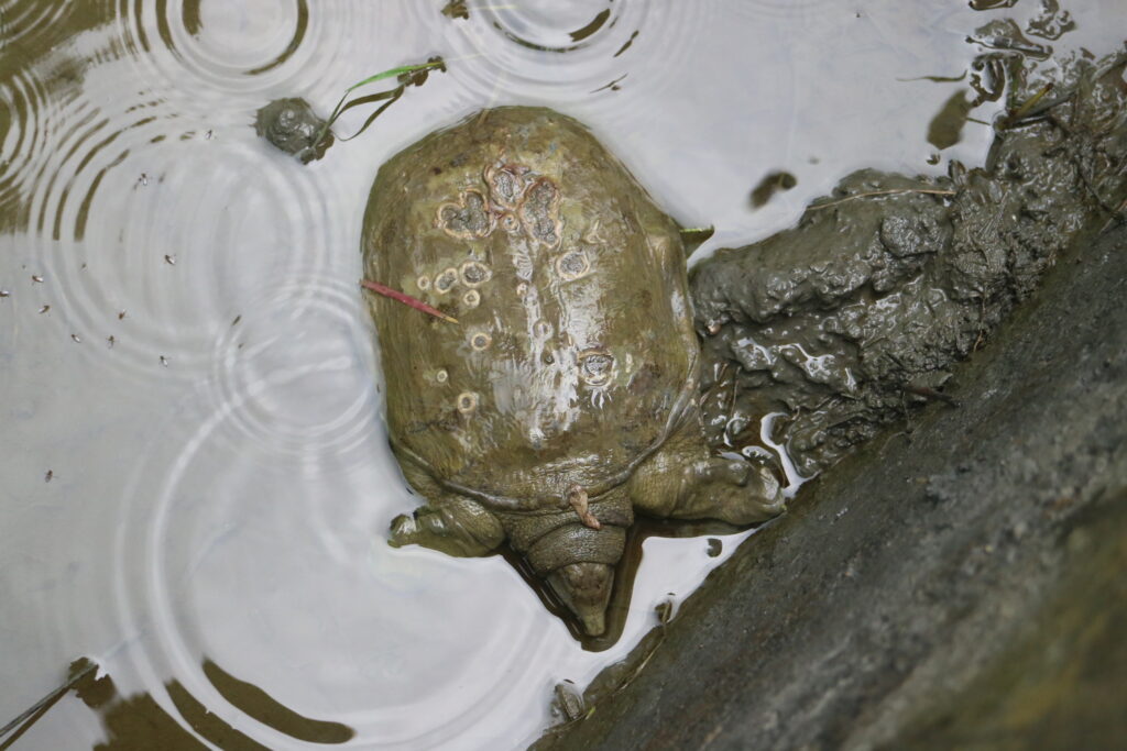 caparazon Pelodiscus sinensis