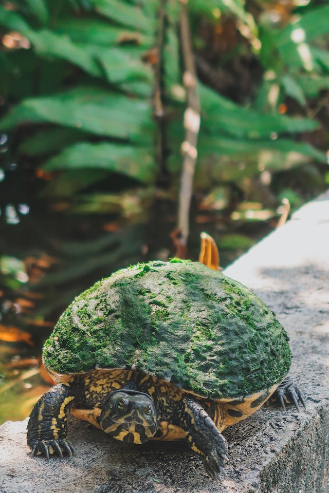 caparazon tortuga