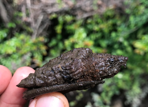 cria te tortuga caiman