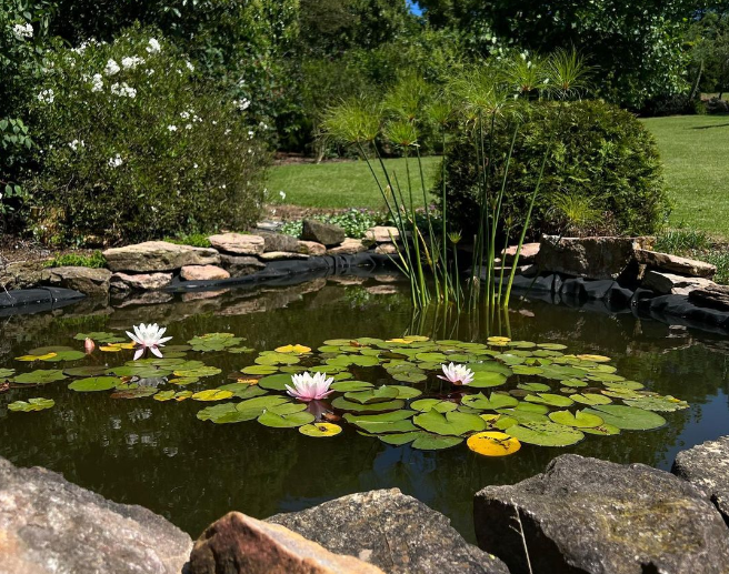 estanque de jardin