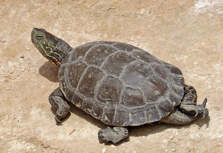 galapago leproso adulto