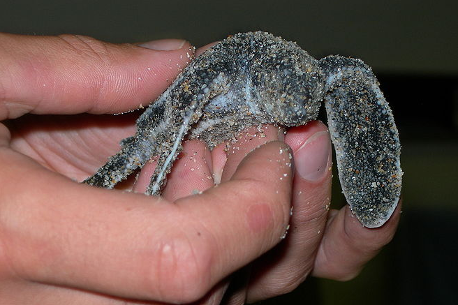 imagen tortuga laud bebe