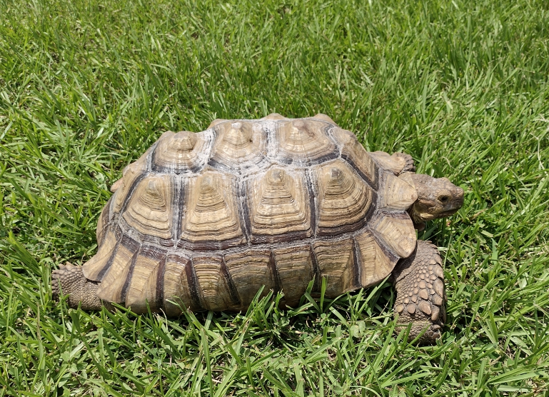 piramidismo en tortugas