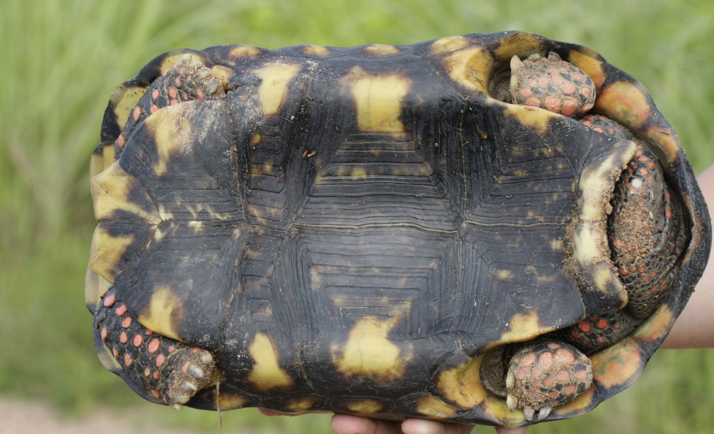 plastron tortuga carbonaria