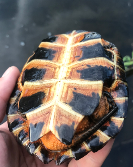 plastron tortuga del bosque (Glyptemys insculpta)