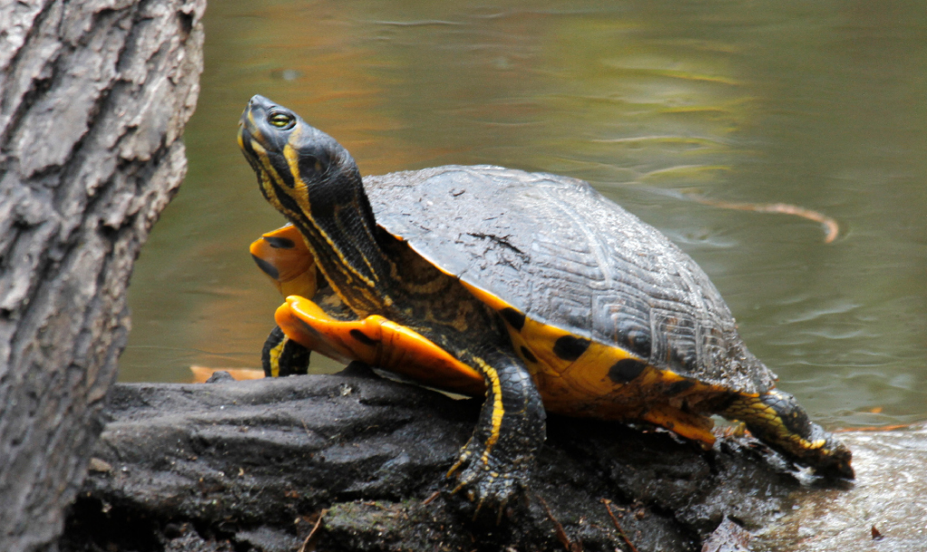 portada tortuga de orejas amarillas