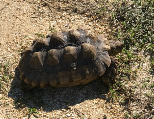 tortuga africana de espolones piramidismo