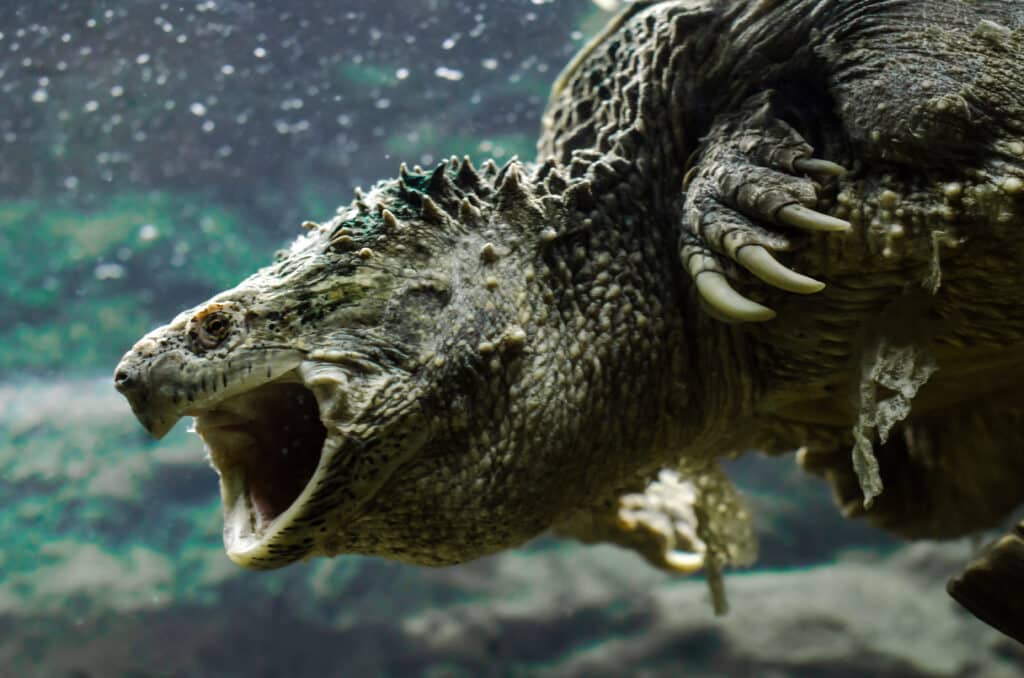 Tortuga caiman con la boca abierta