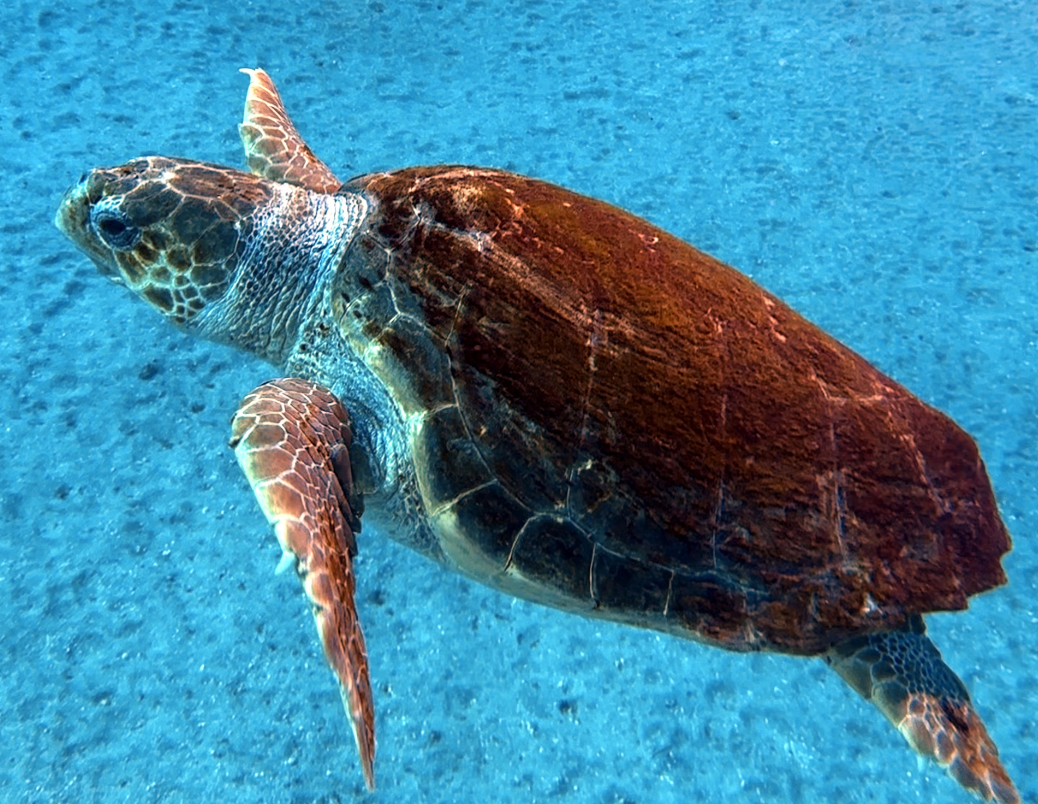 tortuga boba - tortuga marina