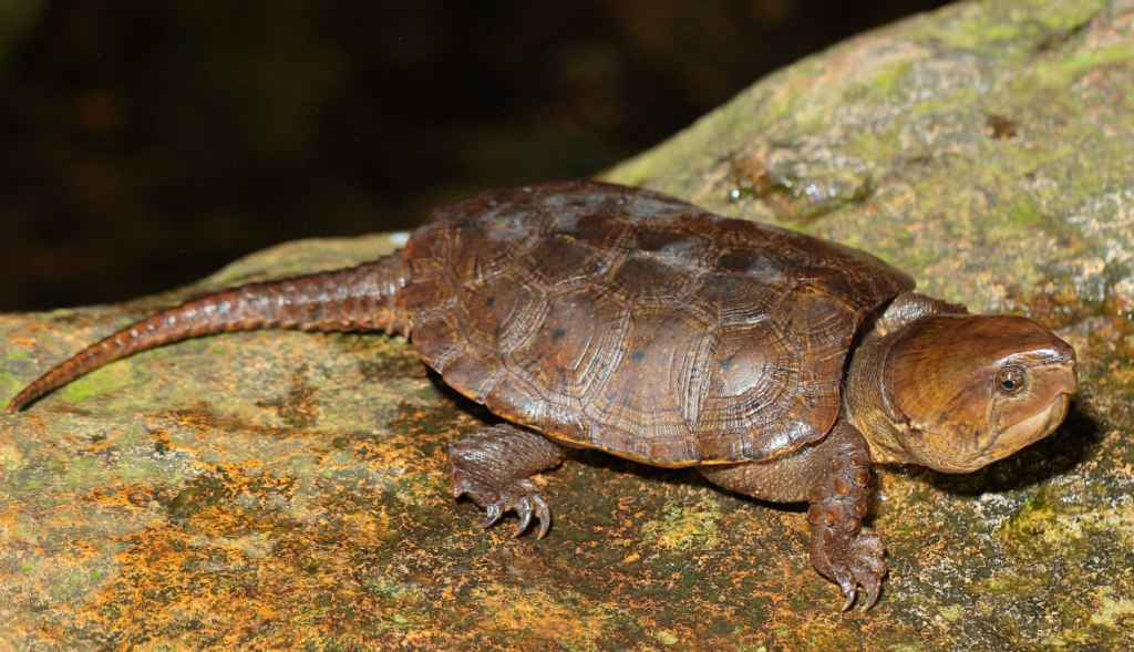 tortuga cabezona