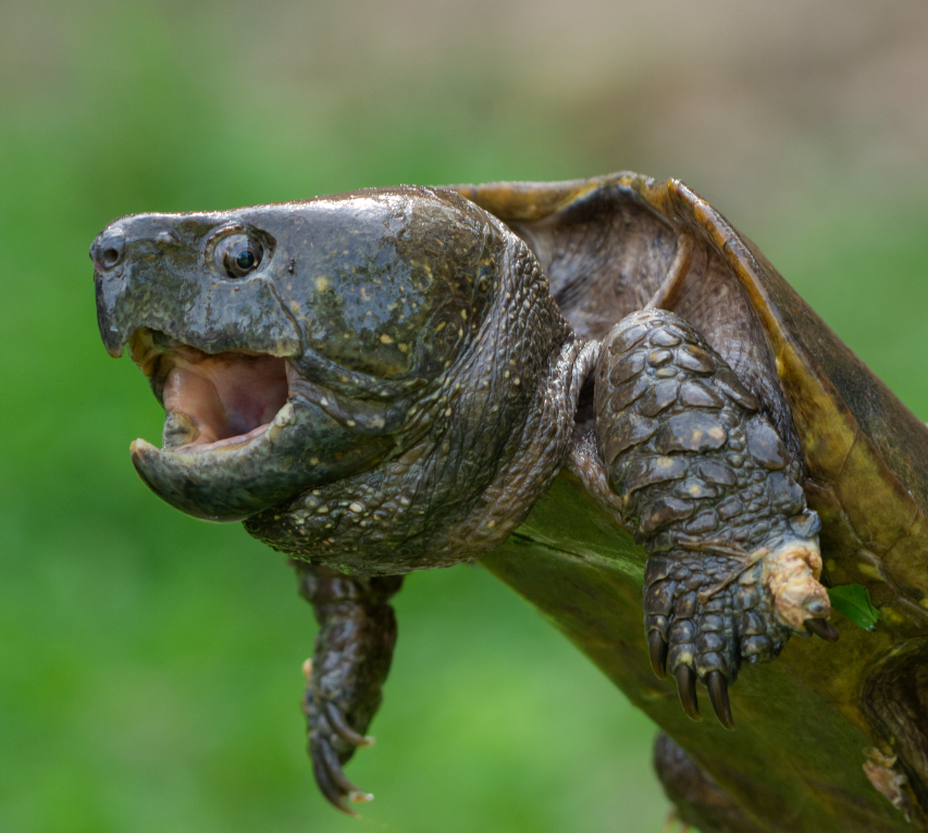 tortuga cabezona es agresiva
