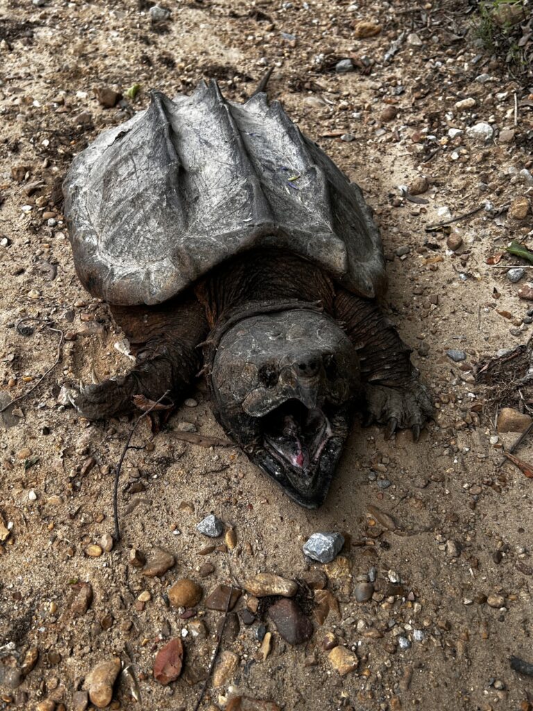 tortuga cocodrilo