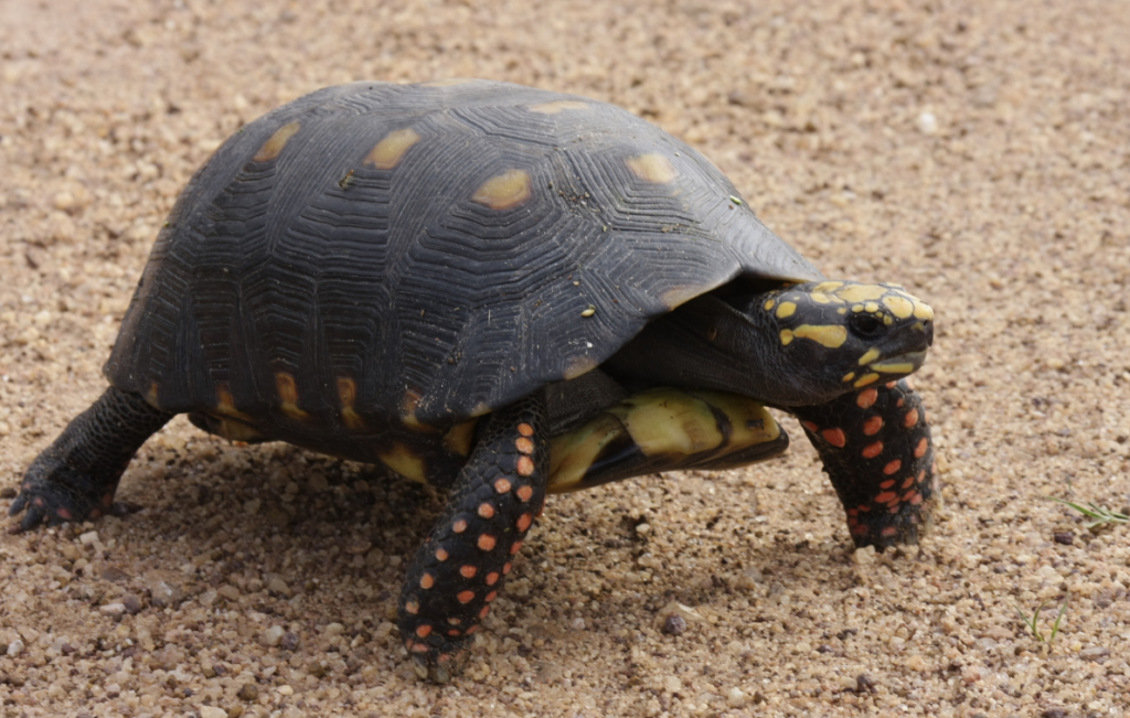 tortuga carbonaria