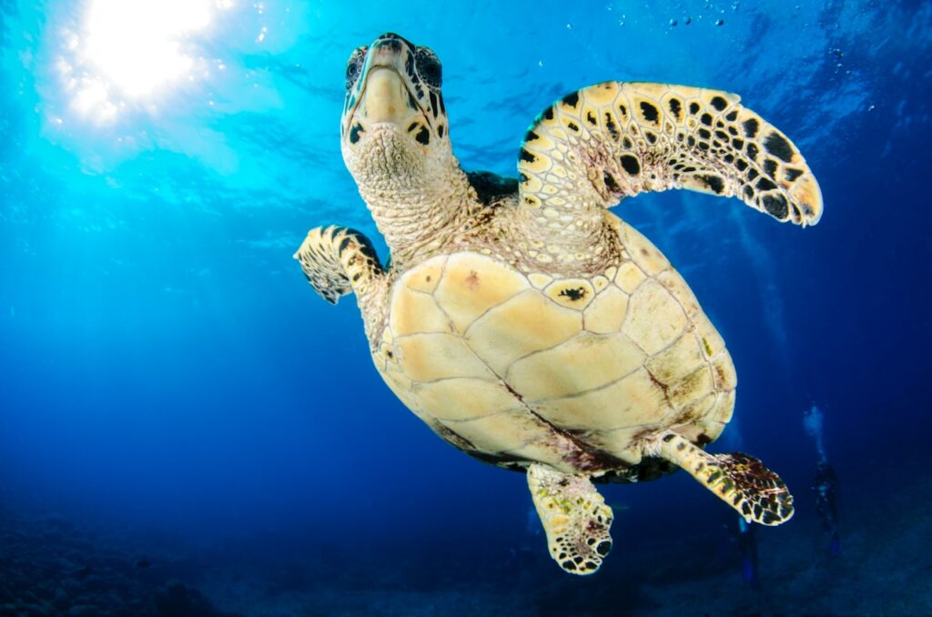 tortuga carey plastron