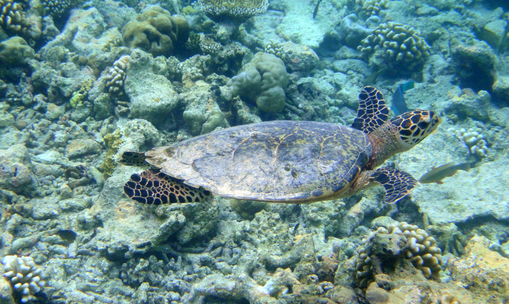 tortuga carey - tortuga marina
