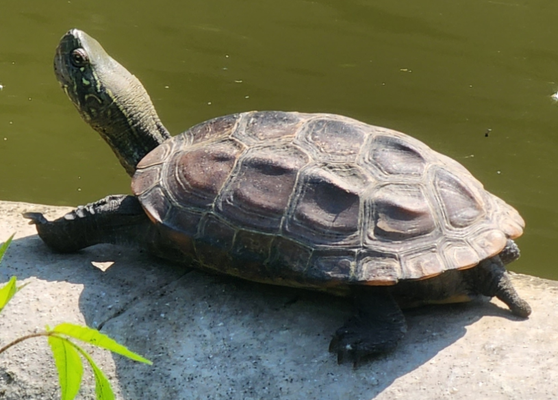 tortuga china al sol