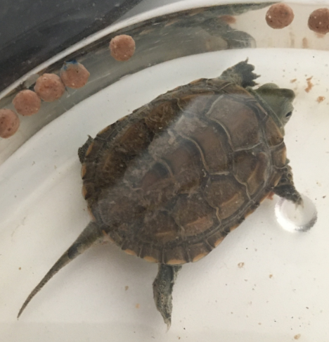 tortuga china bebe