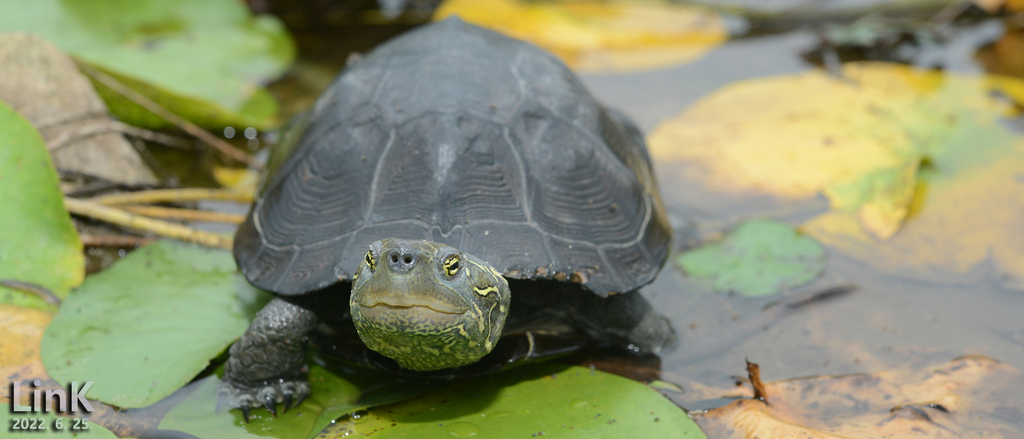 cabeza tortuga china