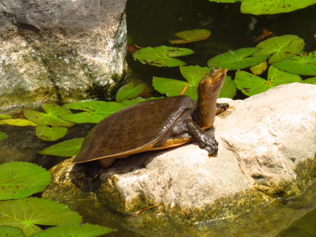 tortuga china caparazon blando