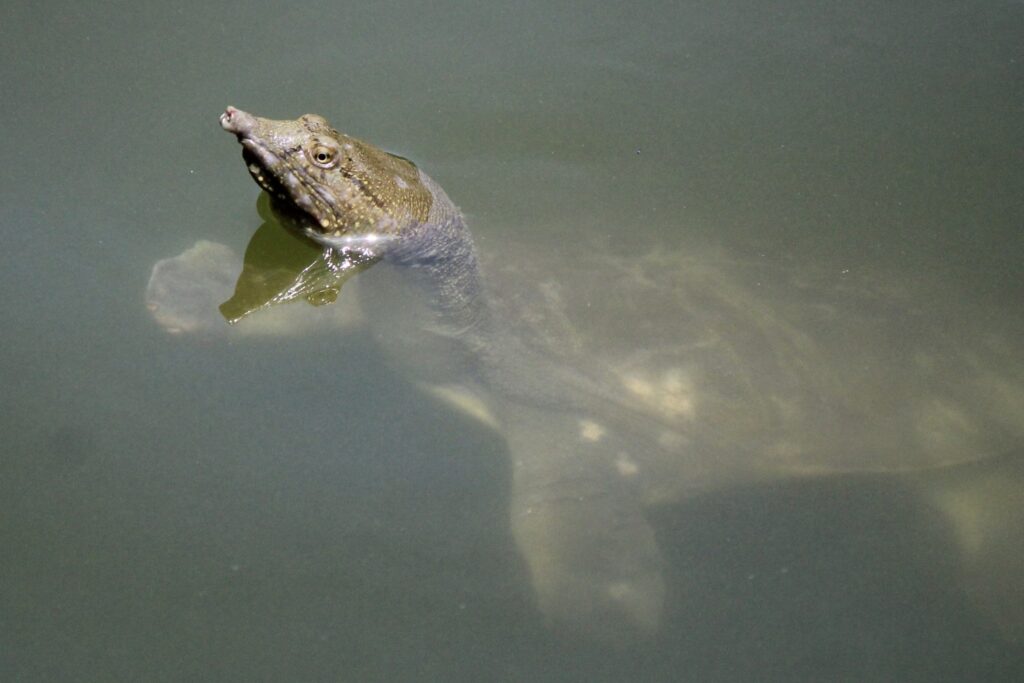 tortuga china de caparazon blando en la naturaleza