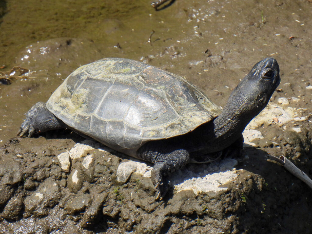 tortuga china de estanque
