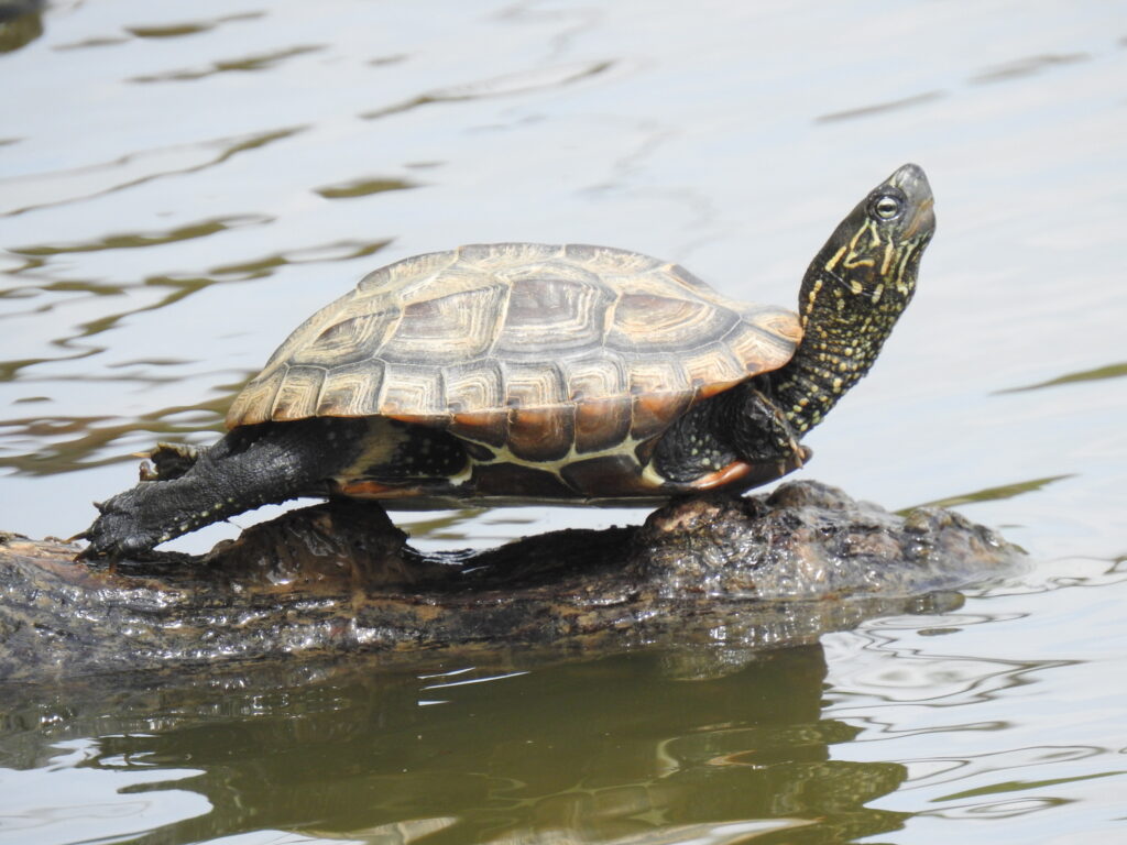 tortuga china en la naturaleza