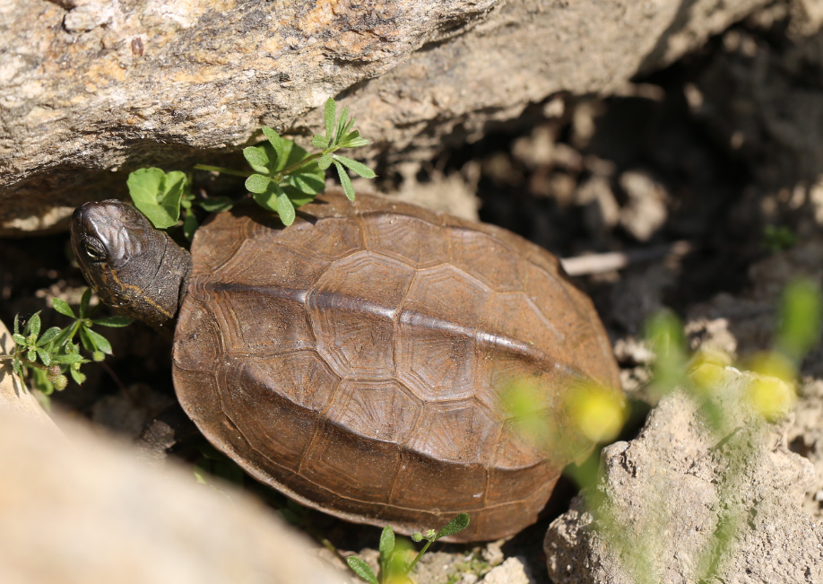 tortuga china en su habitat