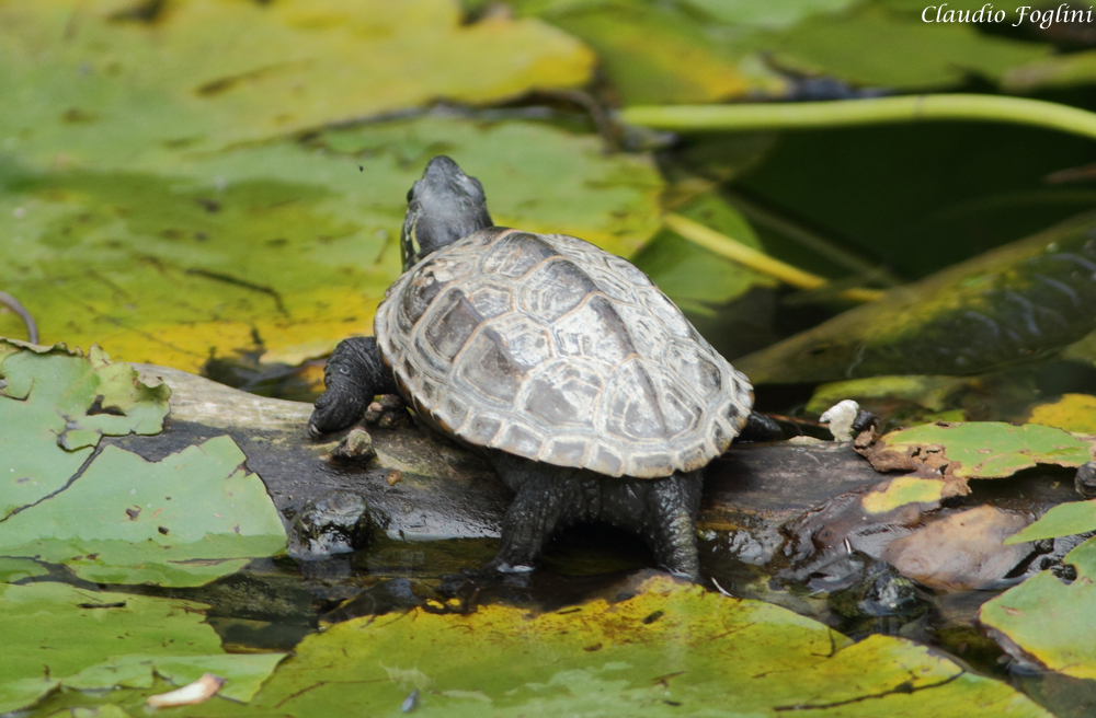 tortuga china