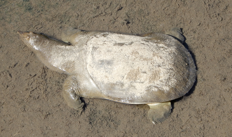 tortuga de caparazon blando sobre la arena