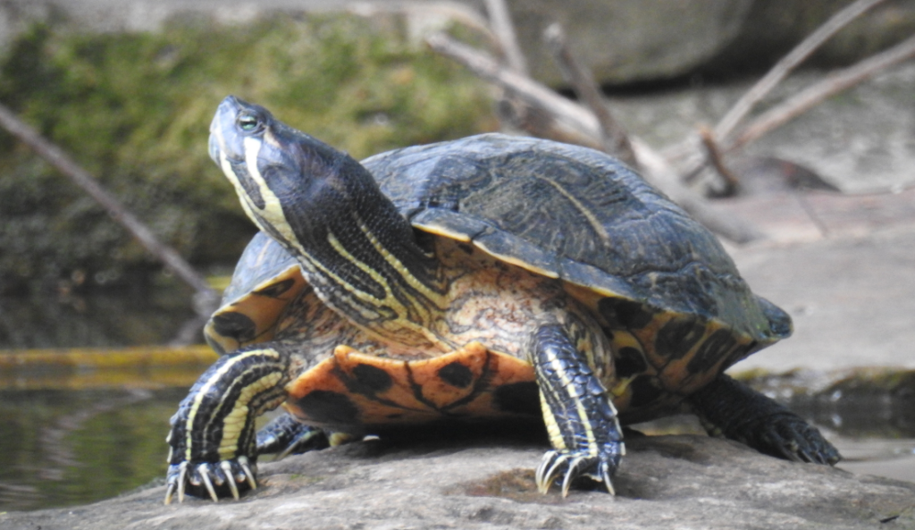 tortuga de cumberland