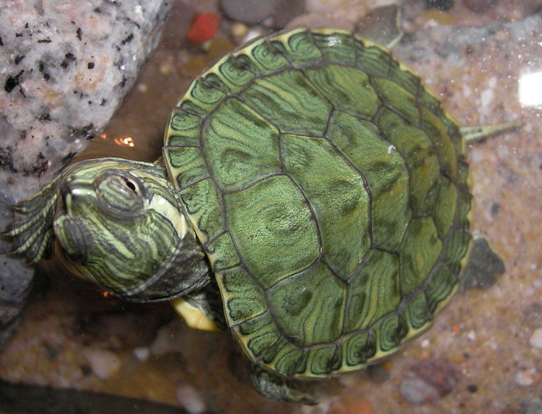 tortuga de cumberland bebe