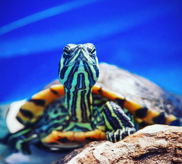 tortuga de orejas amarillas en agua