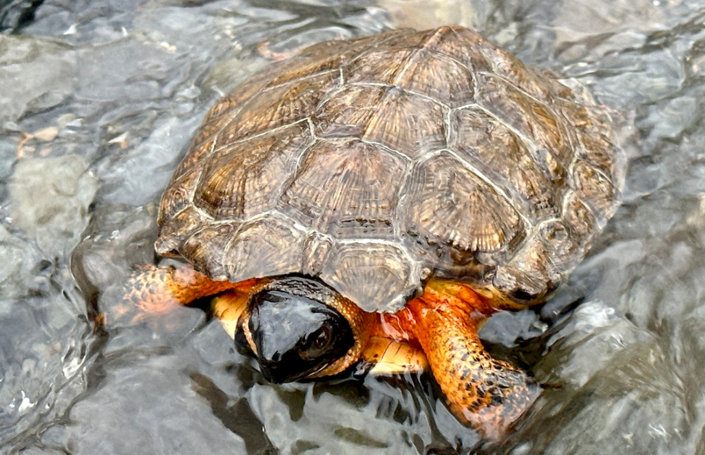 tortuga del bosque