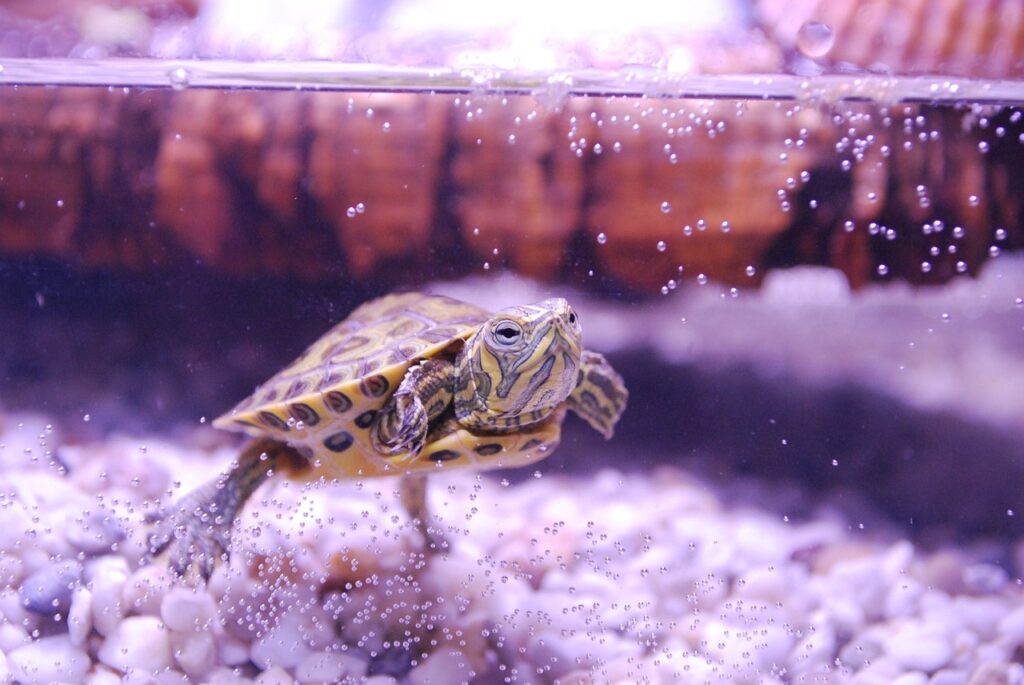 tortuga en acuario