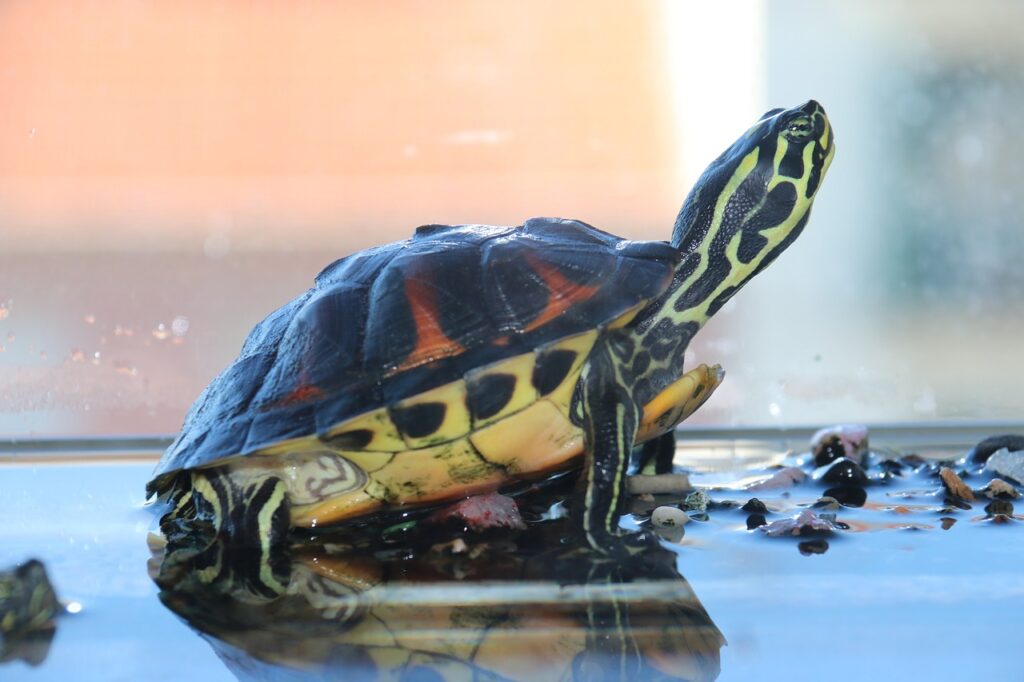 tortuga en zona seca