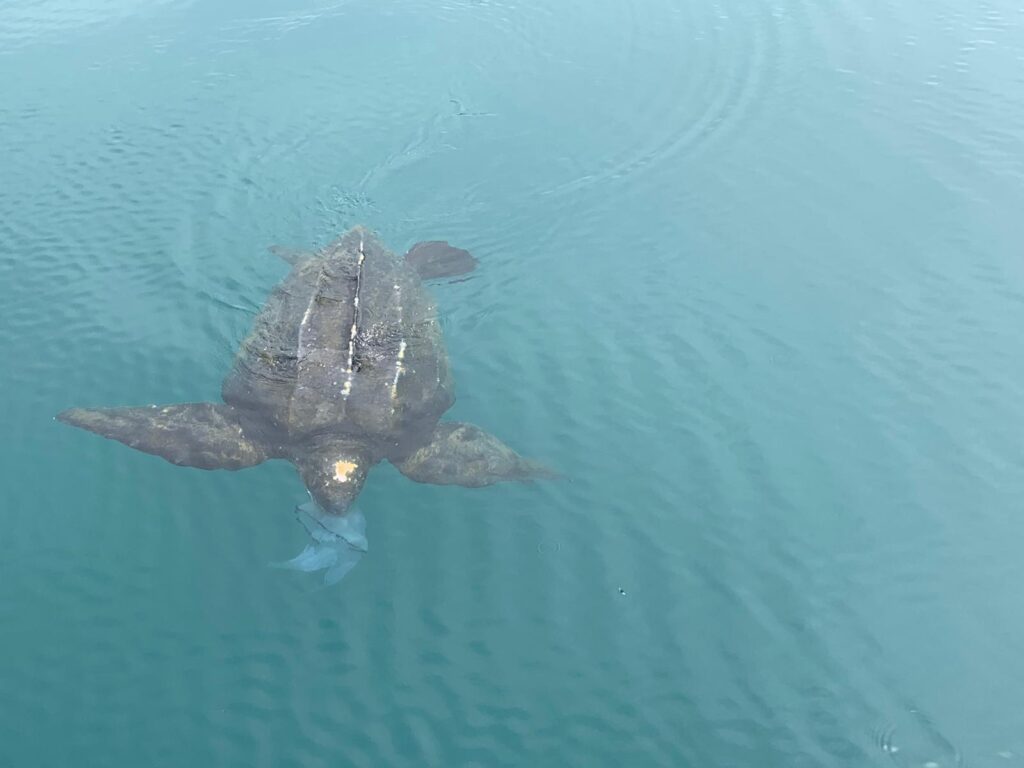 tortuga laud comiendo