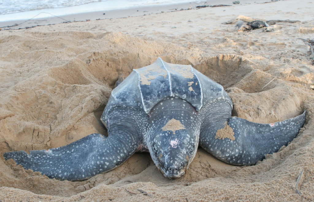 tortuga laud puesta