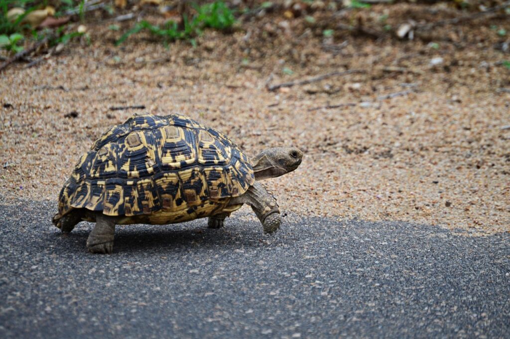 tortuga leopardo