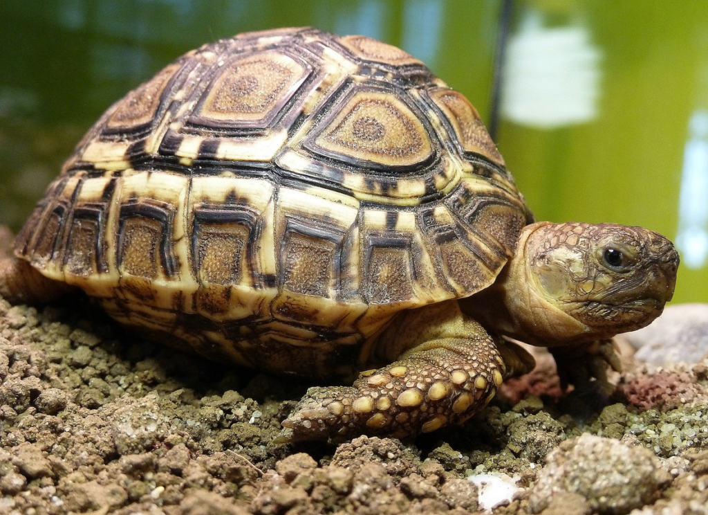 tortuga leopardo en cautiverio