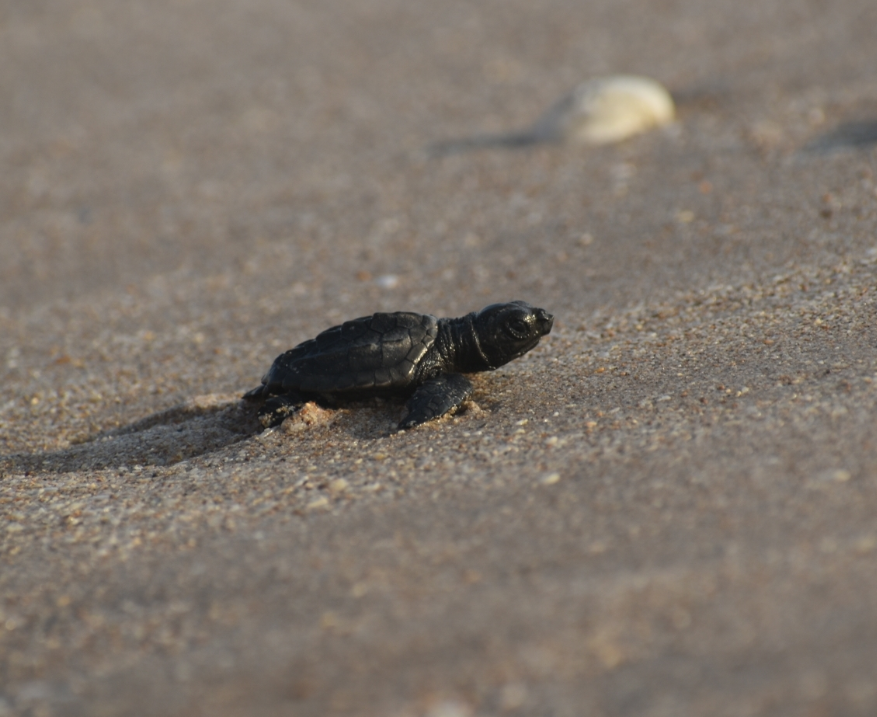 tortuga lora bebe