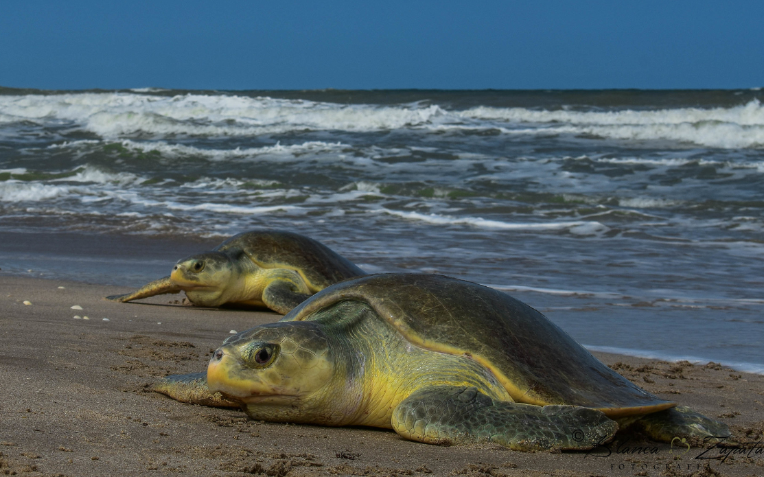 tortuga lora en la costa