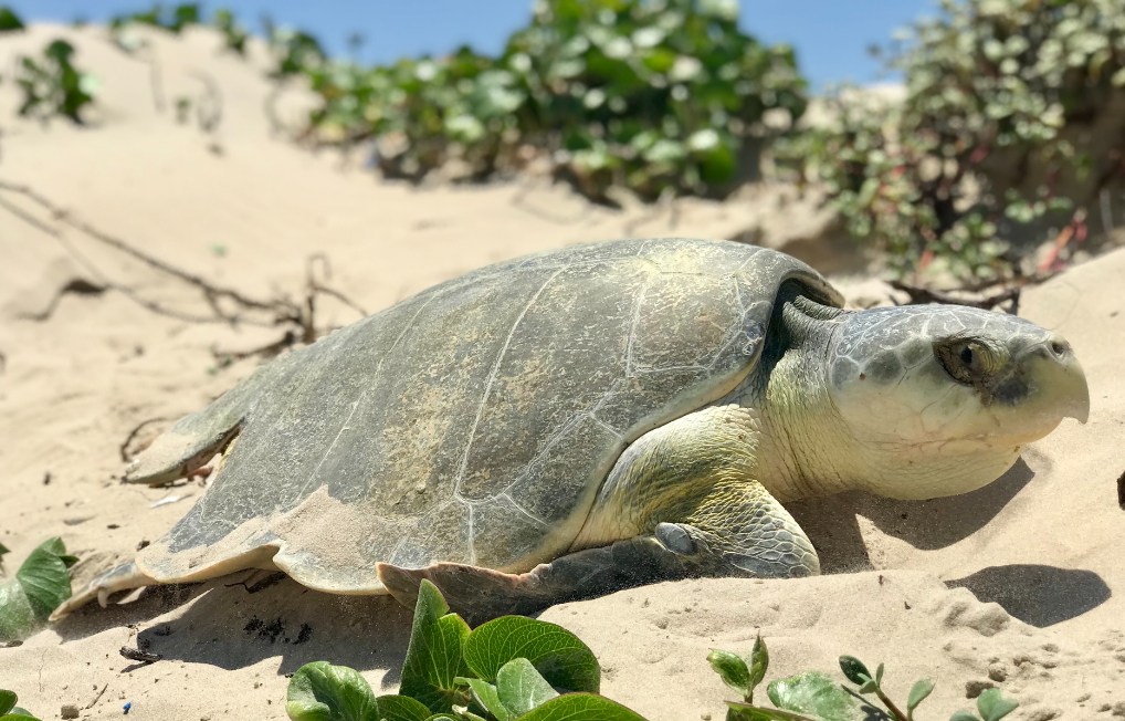 tortuga lora