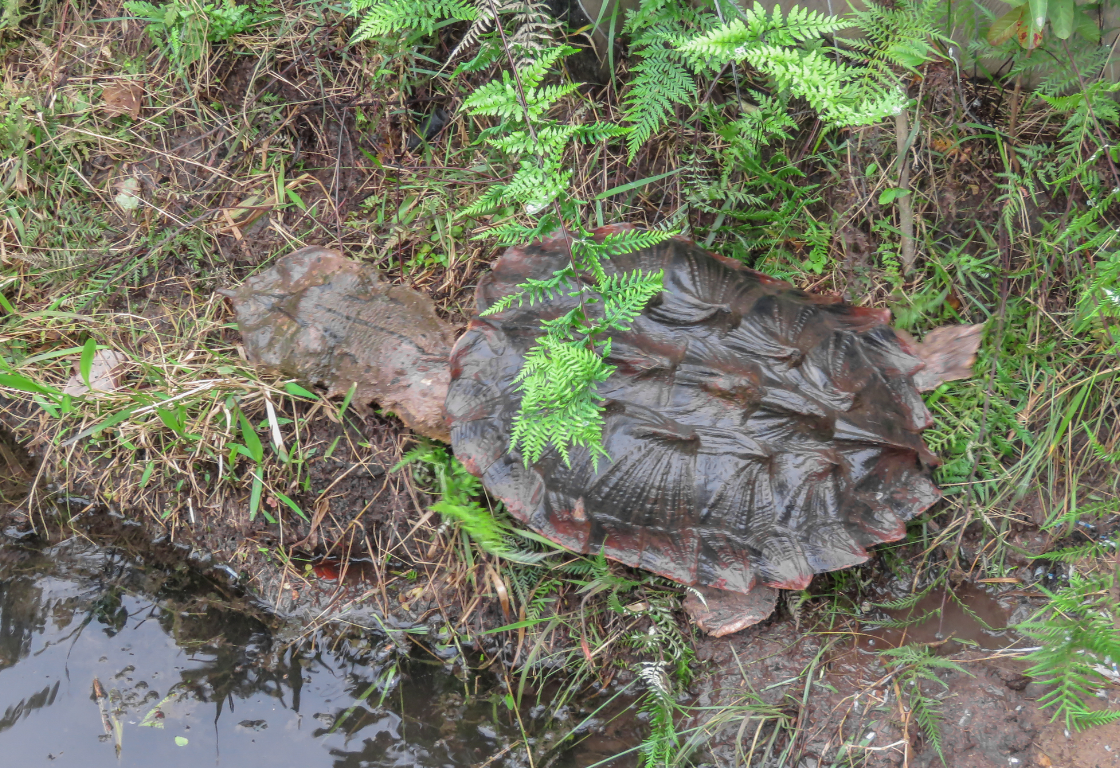 tortuga mata mata en la naturaleza