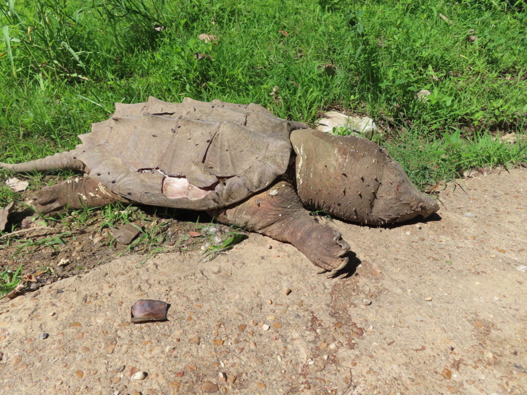 tortuga mordedora
