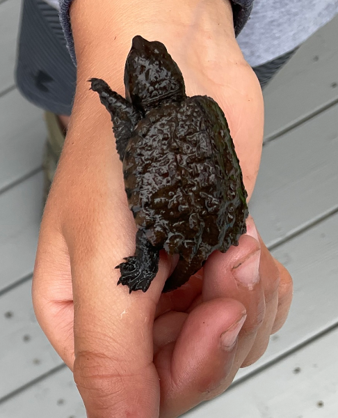 tortuga mordedora bebe