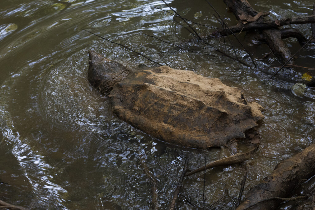 tortuga mordedora