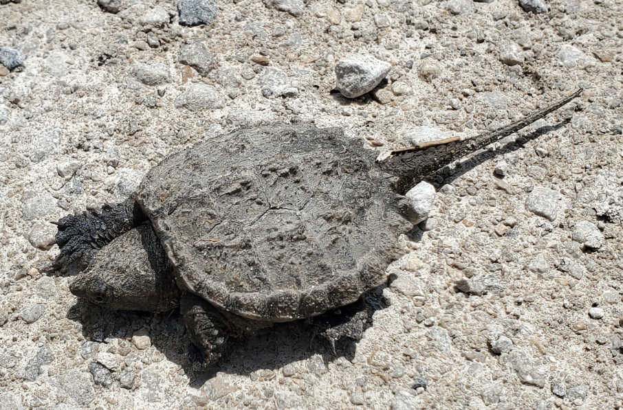 tortuga mordedora