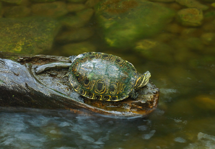 tortuga pavo real adulta